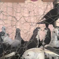.کبوتر شهرستانی