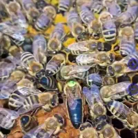 ملکه جفت خورده زنبور عسل