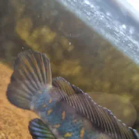 چانا|ماهی|تهران, کیانشهر|دیوار