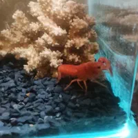 ماهی آکواریوم .لاوستر|ماهی|دماوند, دماوند|دیوار