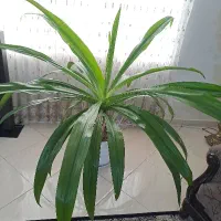 گل طبیعی گیاه اشک مریم