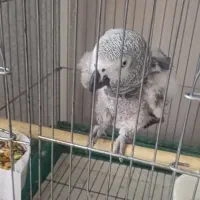 کاسکو ۲۰۰ کلام نر پرحرف پنج تن گو دستی زیبا