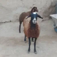 میش و بره آبستن
