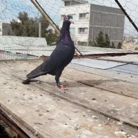 نر کلاغ سیستان