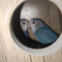 کوتوله برزیلی نر و ماده سخنگو