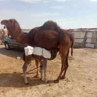شتر. زایده