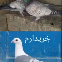 ماده طاووسی و دوکت خط سفید