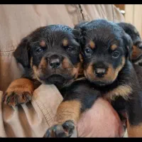 سگ روتوایلر|سگ|تهران, قیطریه|دیوار