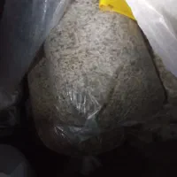 ذرت علوفه وتفالهچغندر