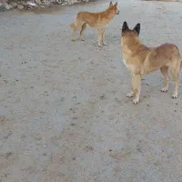 سگ باهوش|سگ|بیرانوند, |دیوار