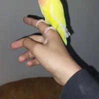 ماهشهر فاز ۷|پرنده|بندر ماهشهر, |دیوار