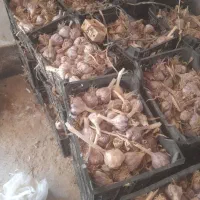 سیر ‌شهداد