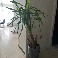 گل یوکا ۲ متری|گل و گیاه طبیعی|اصفهان, جلفا|دیوار