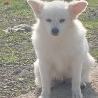 فروشی|سگ|بیکاه, |دیوار