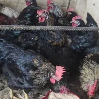 خروس ومرغ قربونی تحویل وذبح درمنزل رایگان