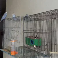 یه جفت مرغ عشق مولد ۵ تا جوجه|پرنده|شاهین‌شهر, حافظ شمالی|دیوار