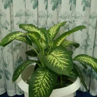 گل آپارتمانی|گل و گیاه طبیعی|اقبالیه, |دیوار