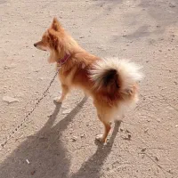 سگ پاکوتاه دزدیده گم شده|سگ|زنجان, |دیوار