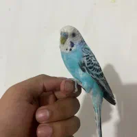 مرغ عشق نر مست اشتی