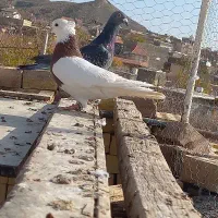 کبوتر فروش|پرنده|سبزوار, قصبه شرقی|دیوار