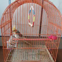 یک عدد عروس هلندی نر|پرنده|کردکوی, |دیوار