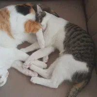 واگذاری گربه