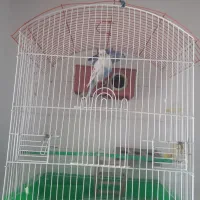 ۲ عدد مرغ عشق زیبا همراه قفس