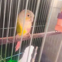 طوطی گرینچیک|پرنده|مهاباد (آذربایجان غربی), |دیوار