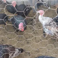 بوقلمون نر و ماده معلی زابل