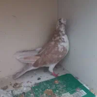 کبوتر|پرنده|اهواز, کوی رمضان|دیوار