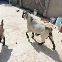 نربزالپاین یک ساله جوون سرحال