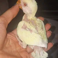 جوجه کوتوله برزیلی(سرلاکی،دونه خور)طوطی|پرنده|مشهد, آبکوه|دیوار