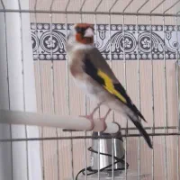 سهره|پرنده|کرمانشاه, |دیوار