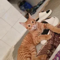 گمشده|گربه|کرمانشاه, |دیوار