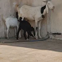 دوتا بز دو کره ای وچند کره نر|حیوانات مزرعه|وحدتیه, |دیوار