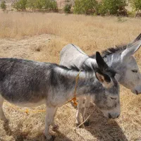 الاغ ماده جوان دو راس باهم سی میلیون