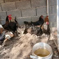مرغ و خروس شمالی تخم‌گذار