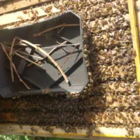 سلام عرض ادب خدمت دوستان فروش زنبور ۱۰ قاب