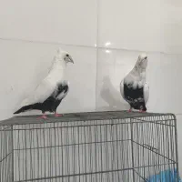 جفت کبوتر دمبی دمی