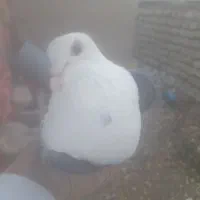 دوجفت اتیغه