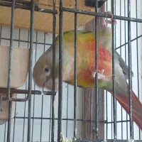 یک عدد گرینچیک نر یکساله مست|پرنده|رشت, جماران|دیوار