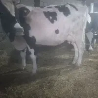 گاو پر شیر باگوساله سیمینتال نر بزرگ|حیوانات مزرعه|ماهنشان, |دیوار