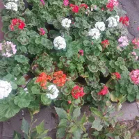 انواع گلهای آپارتمانی وباغچه ای قیمت مناسب