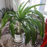 گل اشک ملکه|گل و گیاه طبیعی|مبارکه, |دیوار