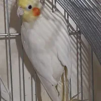 عروس هلندی نر/ماده/جفت