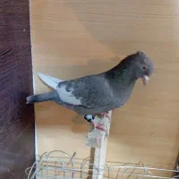 کبوتر یا کفتر شهری بهبونی|پرنده|شیراز, شیخ علی چوپان|دیوار