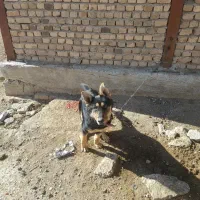 سگ نر دوبرمن