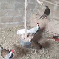 مرغ و خروس