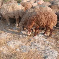 شیشک میش داشتی بره داروآبستن|حیوانات مزرعه|جره و بالاده, |دیوار