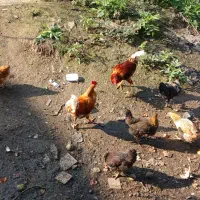 فروش مرغ و خروس|حیوانات مزرعه|گوراب زرمیخ, |دیوار